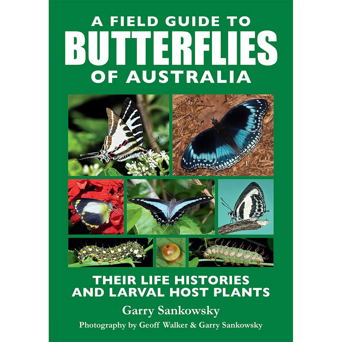 A Field Guide to Butterflies of Australia - Garry Sankowsky