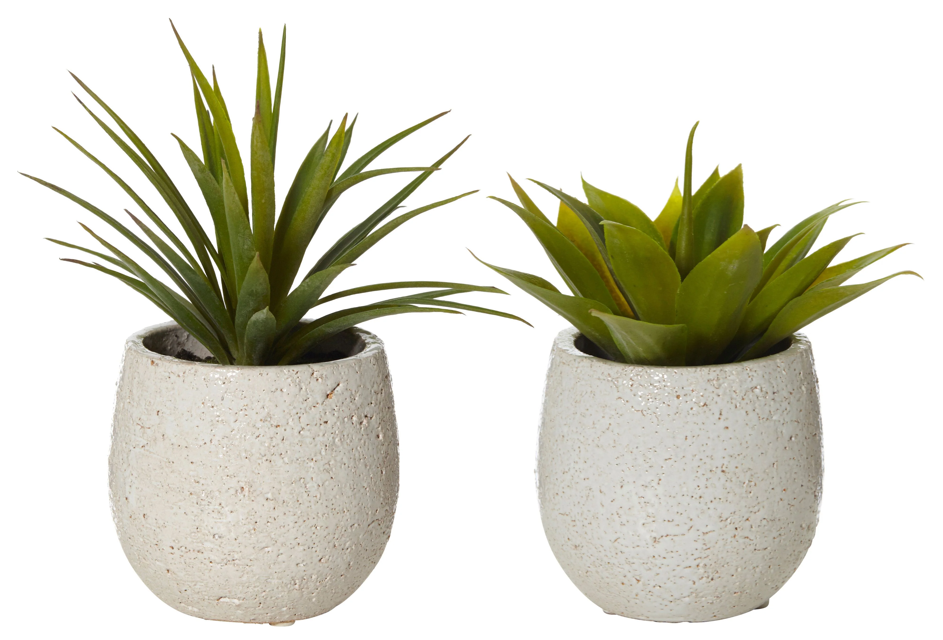 Agave Pot Plant Assorted - Isalbialbi