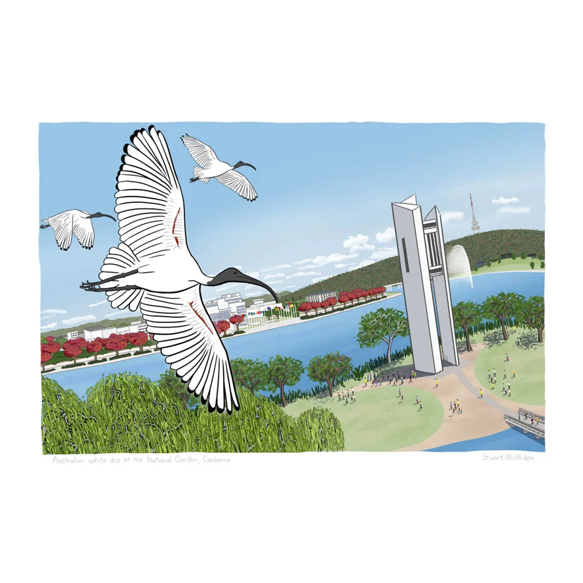 Art Print A3 Australian White Ibis at the National Carillon Canberra - Stuart McMillen