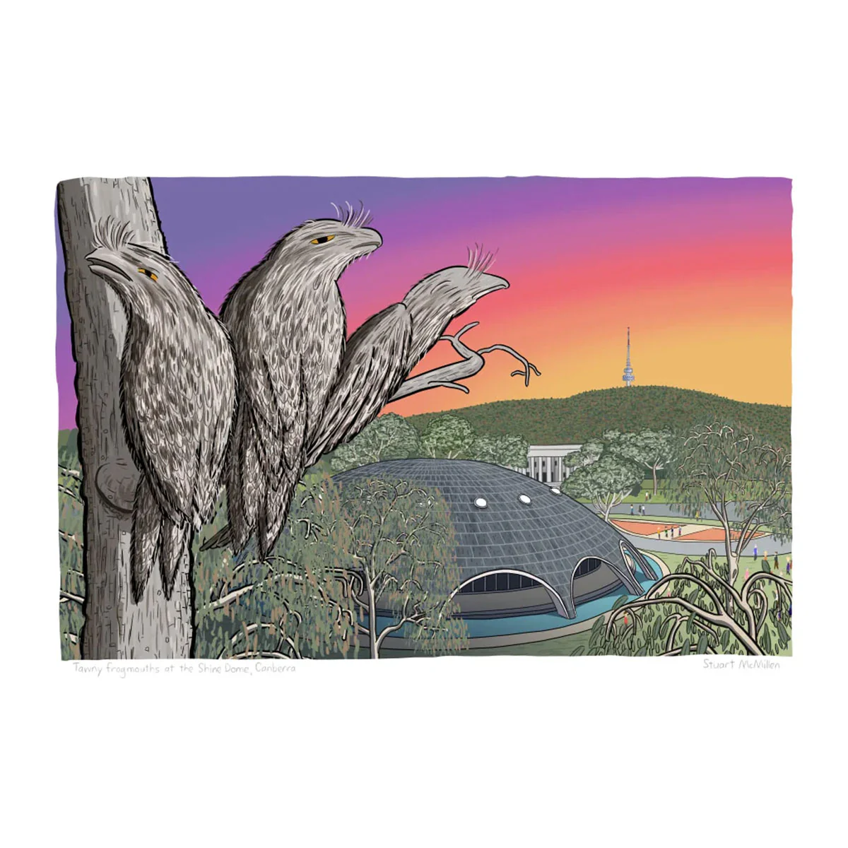 Art Print A3 Tawny Frogmouths at the Shine Dome Canberra - Stuart McMillen