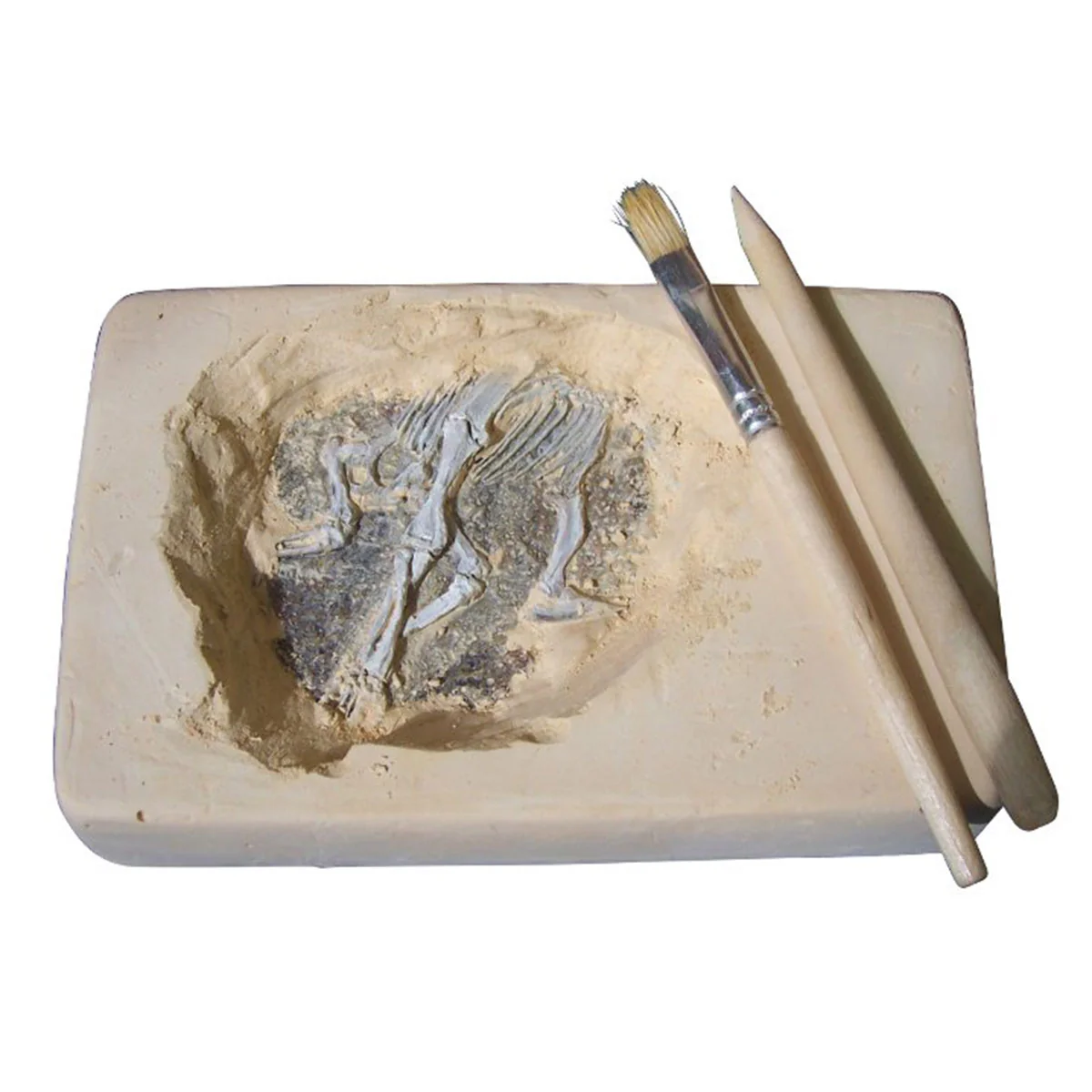 Australian Fossil Find - Science and Nature - Image 3