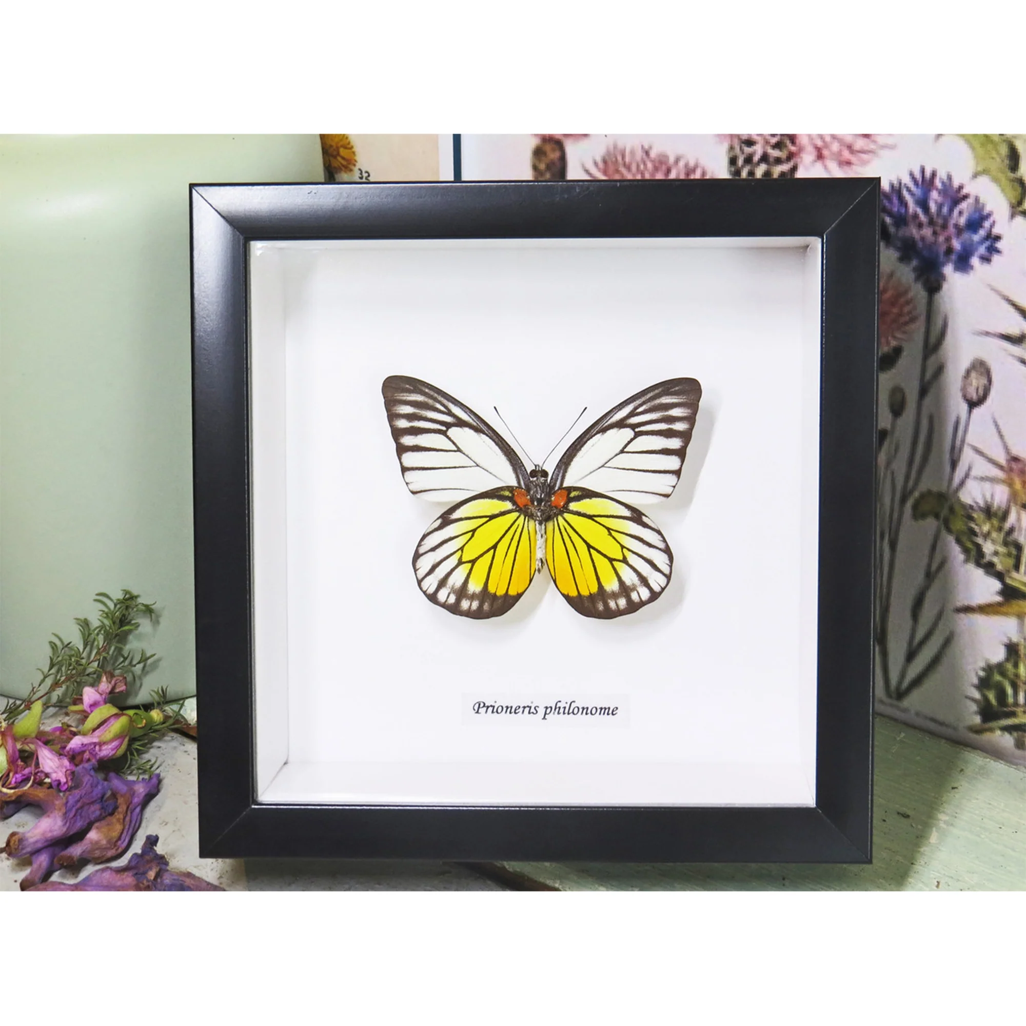 Butterfly Prioneris philonome themana black frame 14.5x14.5cm - Bits and Bugs