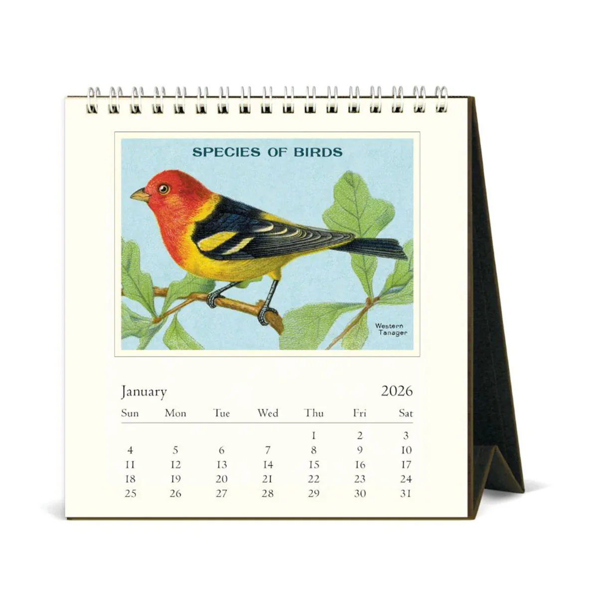 Desk Calendar Birds 2026 - Bobangles - Image 2