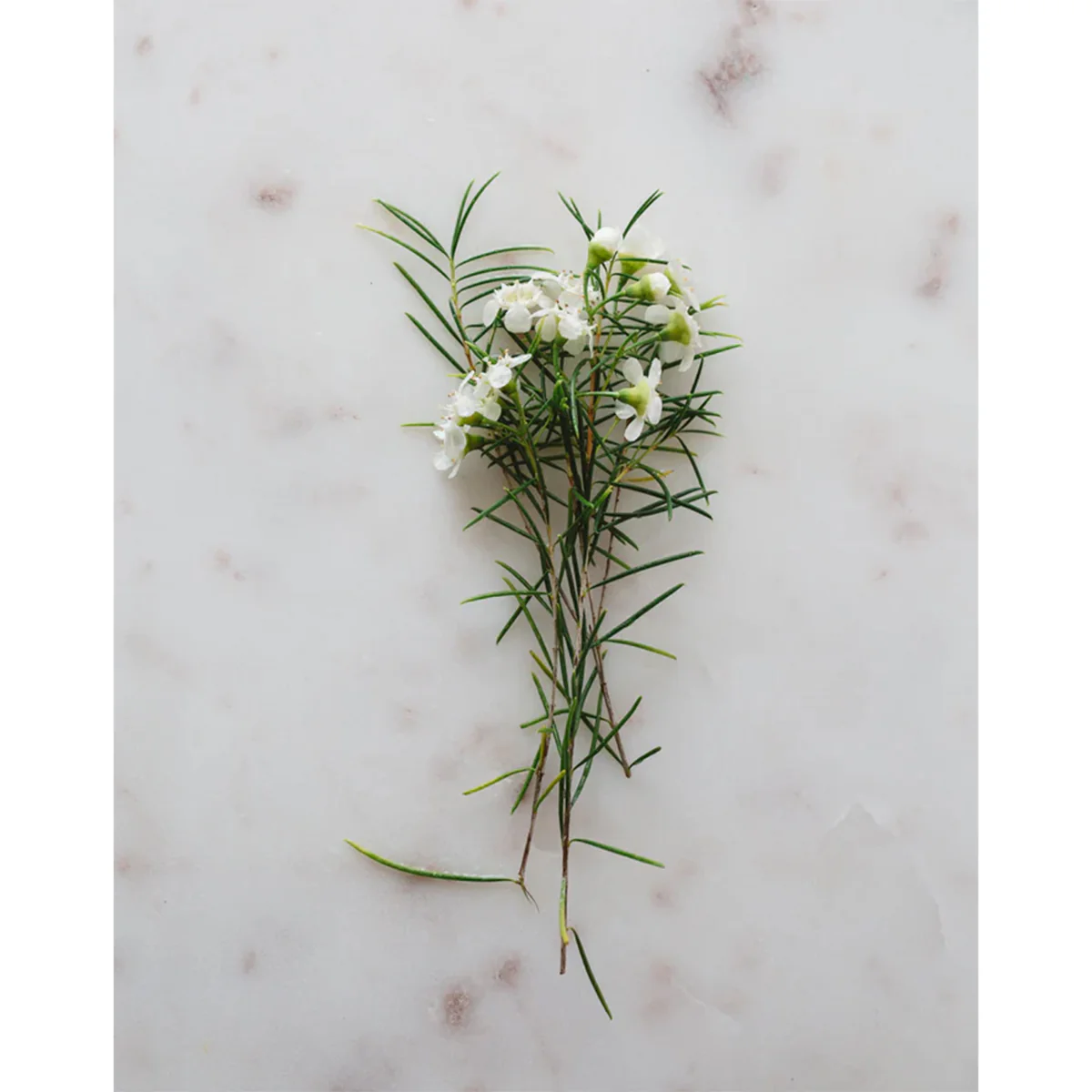 Dried and Ground Geraldton Wax Leaves 50g - Warndu - Image 2