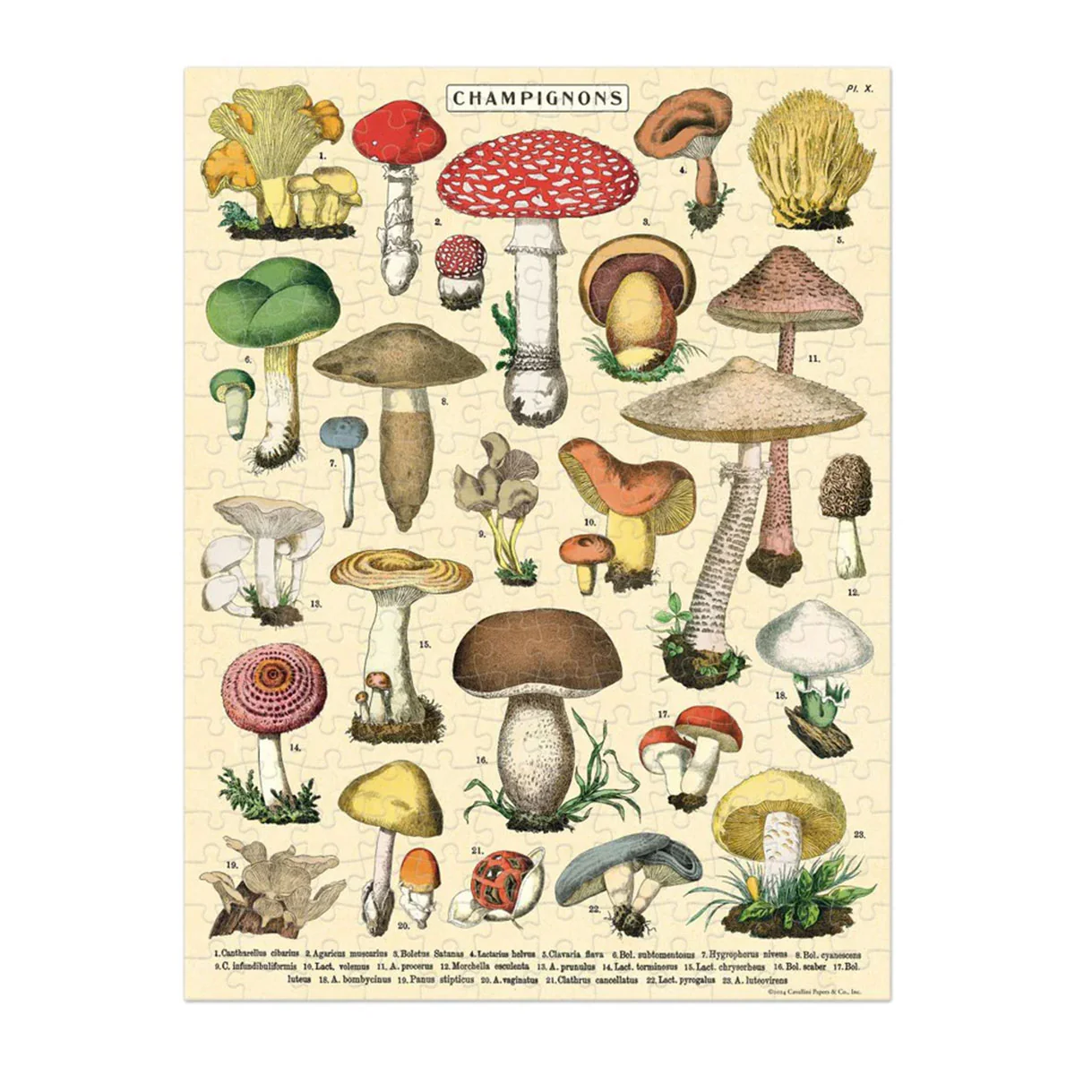 Mini Puzzle Mushrooms 240pc - Cavallini - Image 2
