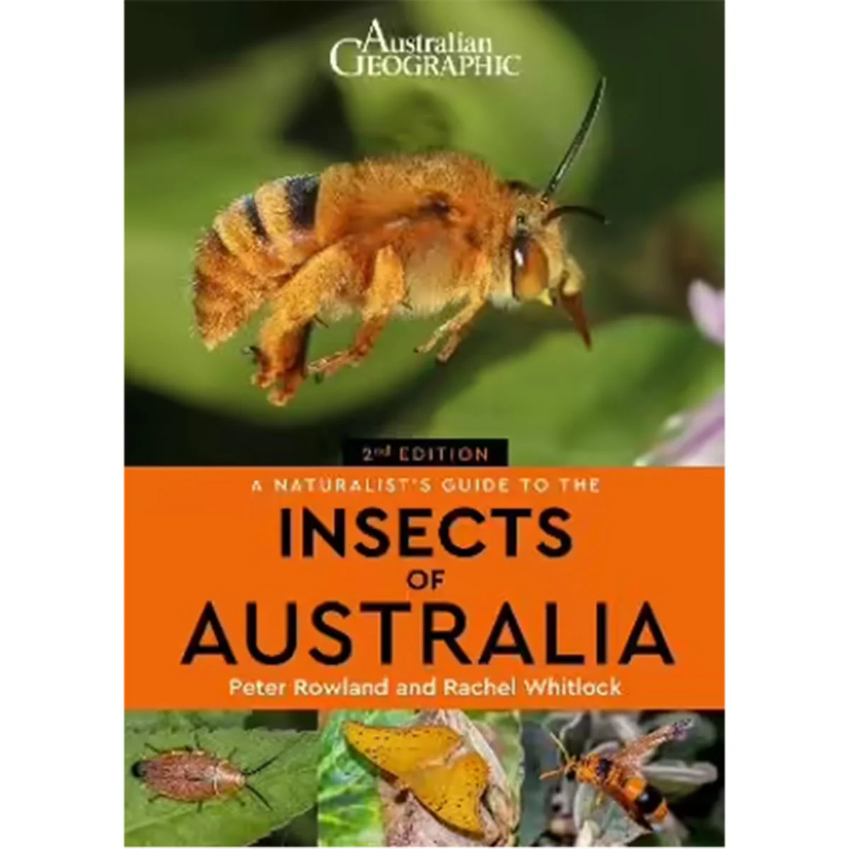 Naturalist Guide to the Insects of Australia