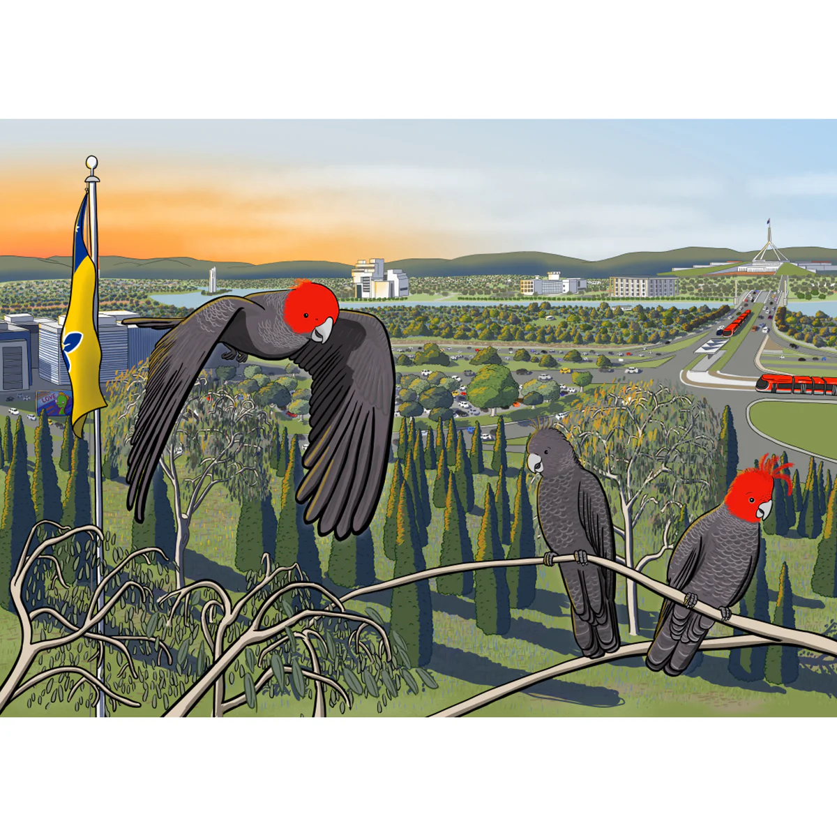 Postcard Gang Gang Cockatoos at City Hill Canberra - Stuart McMillen