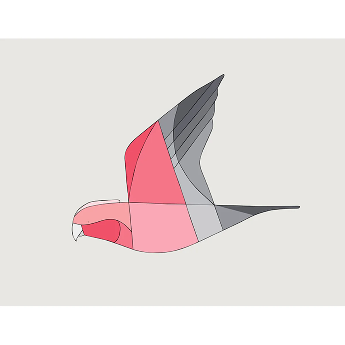 Print Medium Galah in Flight 50 x 40 cm - Eggpicnic