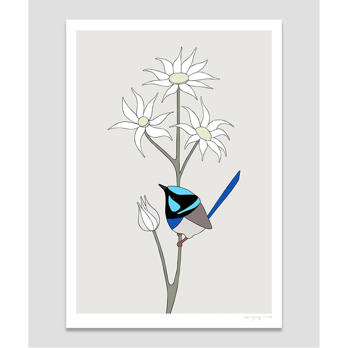 Print Superb Fairy-wren and Flannel Flowers A4 - Eggpicnic