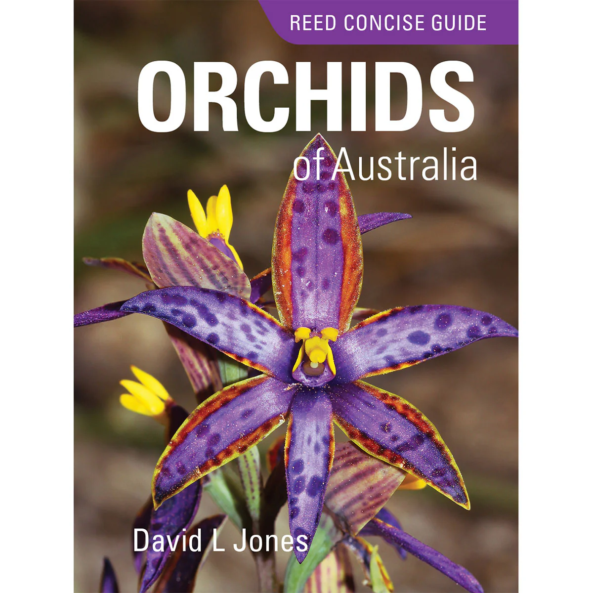 Reed Concise Guide: Orchids of Australia