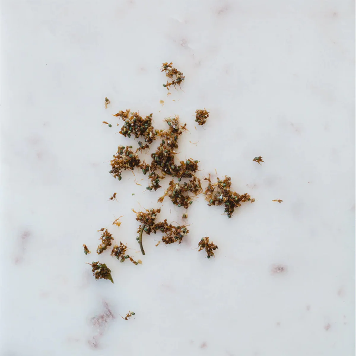 Tea Loose Wild Mint Perppermint Tyrant Ant 50g - Warndu - Image 2